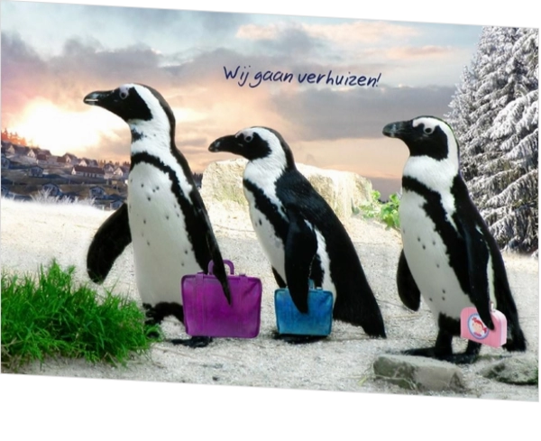Verhuiskaart pinguïn familie