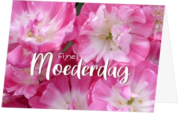 fleurige roze moederdag tulpen 