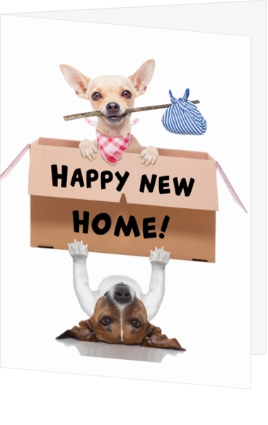 funny dogs happy new home