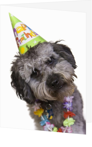 Super Verjaardagskaart kind hond feesthoedje opp15030 | Kaartjeposten.nl VQ-36