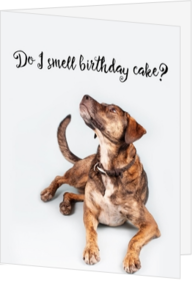 Verjaardagskaart maken en versturen - verjaardagskaarten-hond-mak-17052405v