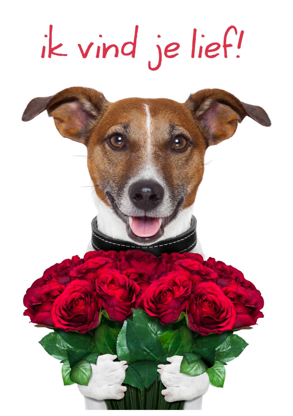 funny dog met grote bos rozen Voorkant