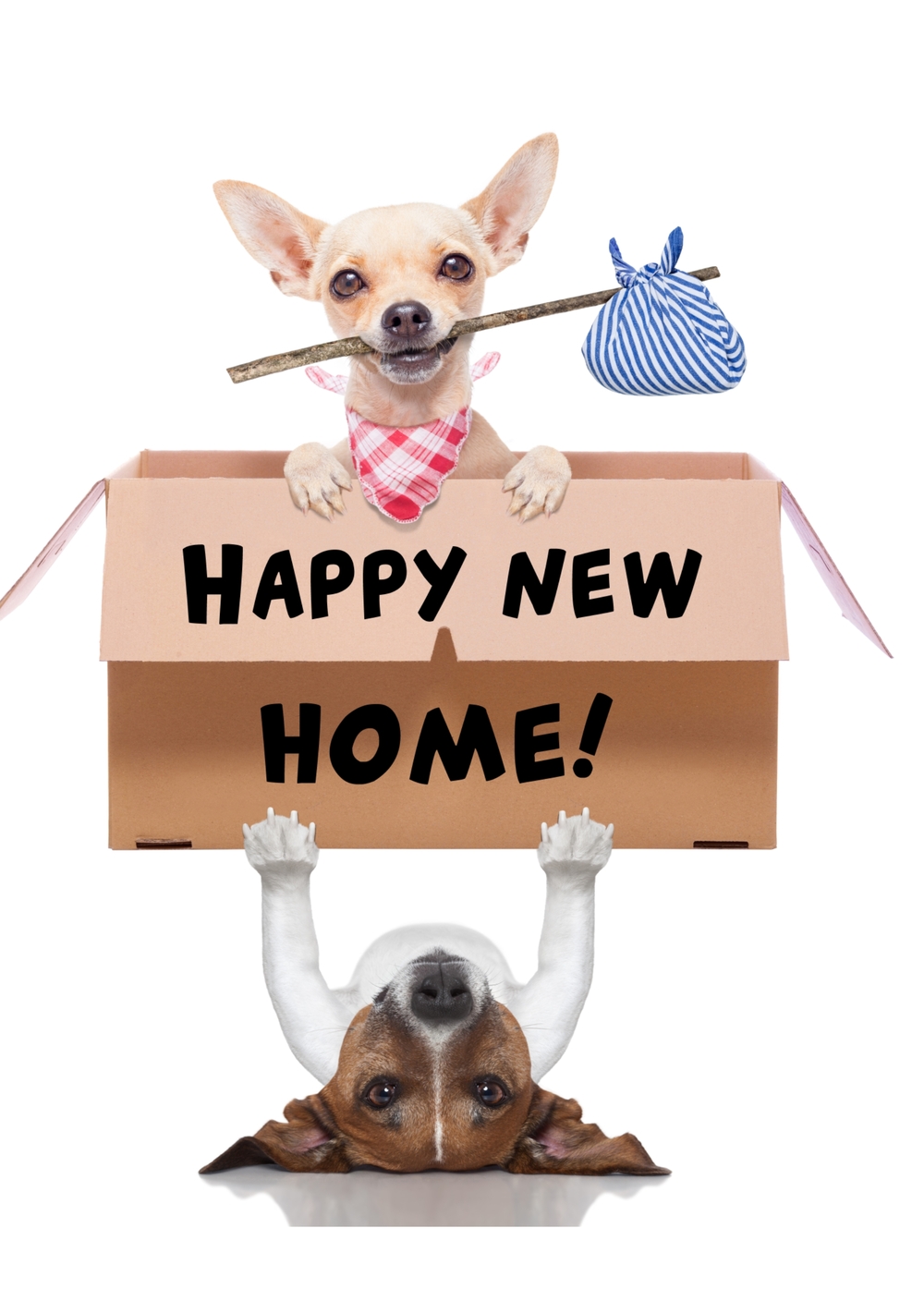funny dogs happy new home Voorkant
