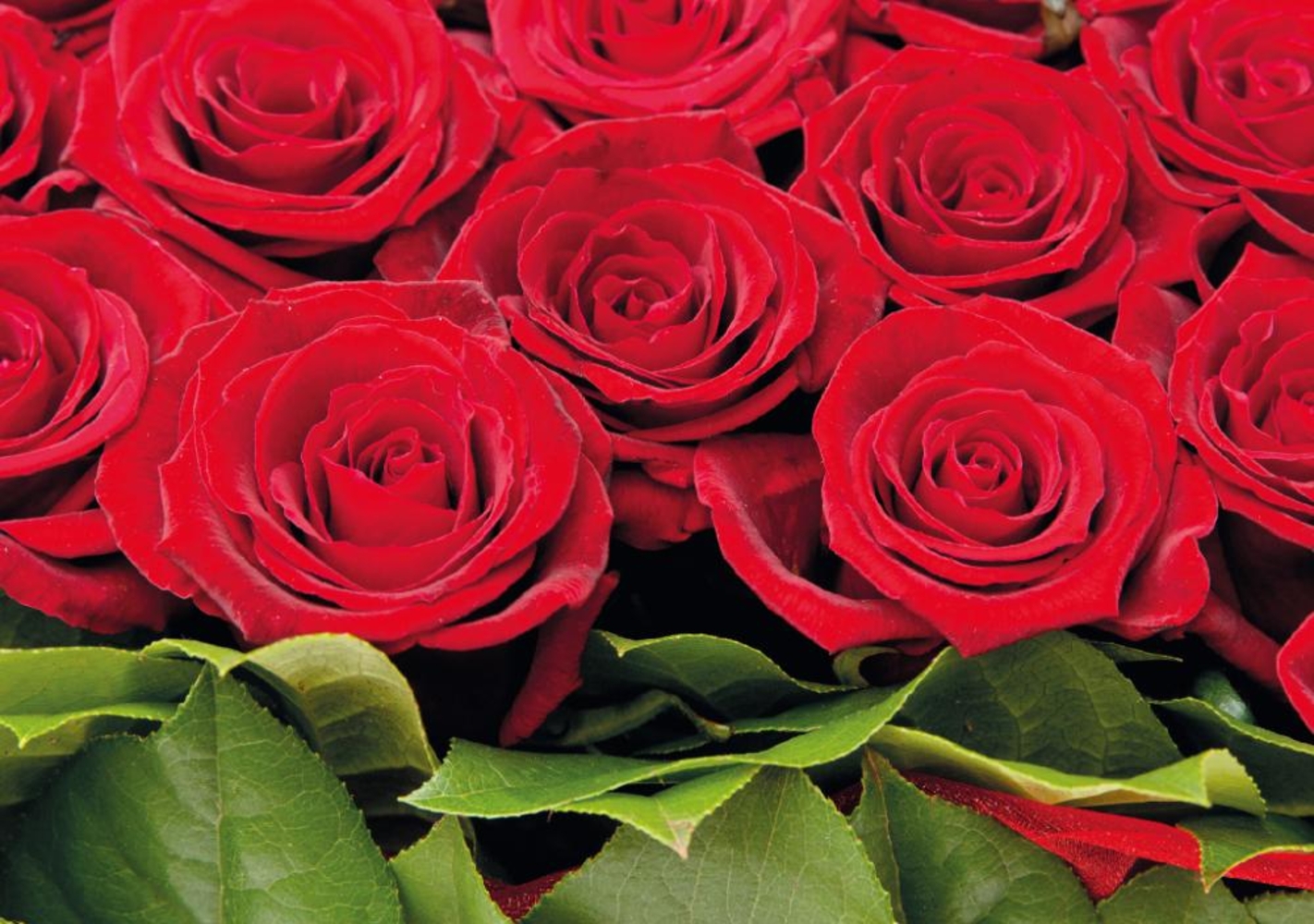 Liefdeskaart rode rozen Voorkant