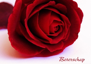 Beterschapskaart rode roos beterschap